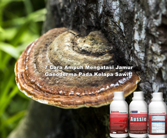 Cara Ampuh Mengatasi Jamur Ganoderma Pada Kelapa Sawit