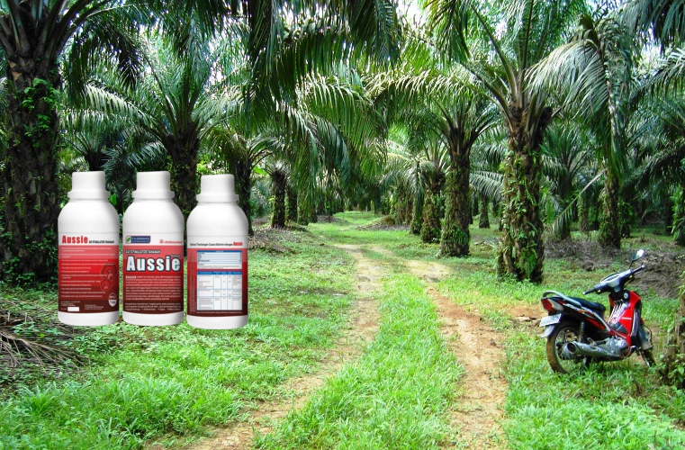 Obat Penyakit Busuk Pucuk Kelapa Sawit
