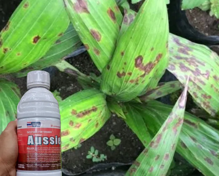 Obat Bercak Daun Kelapa Sawit