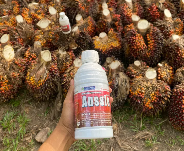 Obat Jamur Busuk Akar Kelapa Sawit